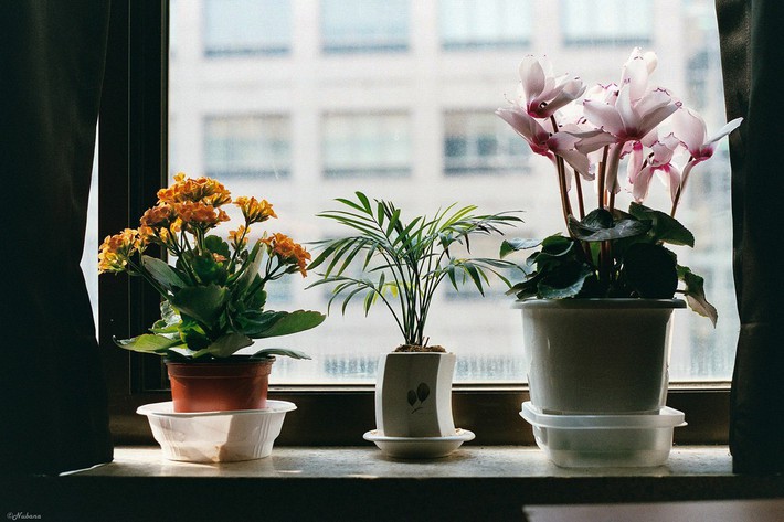 Trang trí khung cửa sổ, điều không thể thiếu khi bạn muốn decor lại căn nhà của mình - ảnh 3